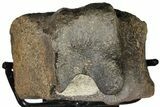 Fossil Ceratopsian (Achelosaur) Caudal Vertebra - Montana #131993-5